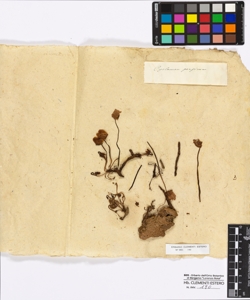 Cyclamen persicum Muller