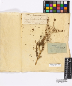 Thymbra verticillata Linneo