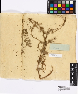 Calamintha sp.