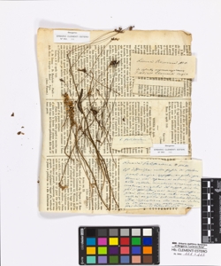 Linaria pelisseriana Miller