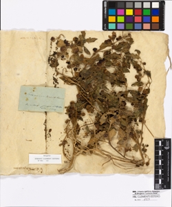 Solanum humile Bernhardi