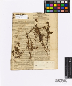 Linaria micracantha Steudel