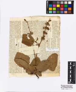 Salvia sp.