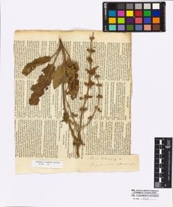 Salvia verbenaca Linneo