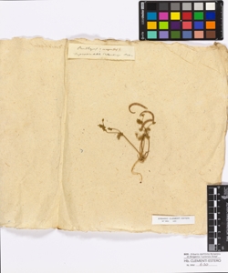 Ornithopus compressus Linneo