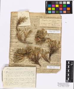 Astragalus sibthorpianus Boissier(Webb)