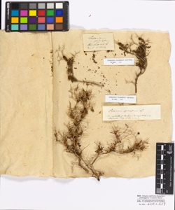 Poterium spinosum Linneo