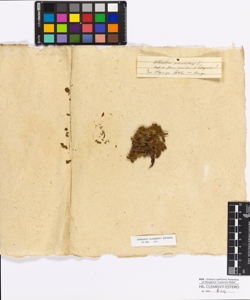 Sibbaldia procumbens Linneo