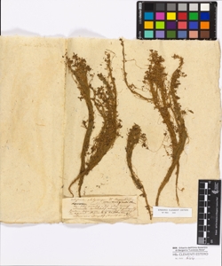 Callitriche platycarpa