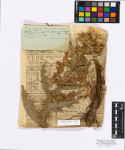 Cnicus sp.