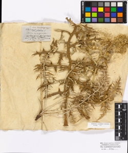 Bitro tenuifolius De Candolle