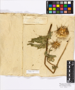 Sylibum marianum Gaertner