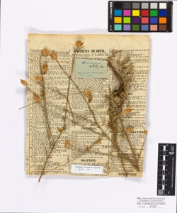 Centaurea alba Linneo
