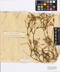 Knautia orientalis Linneo