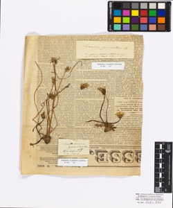 Taraxacum gymnathum Linkley