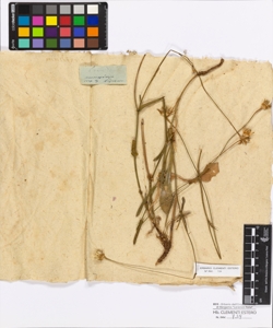 Picridium sp.