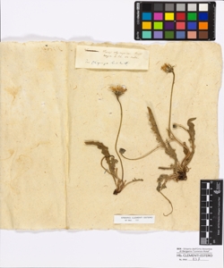 Picris olympica Boissier