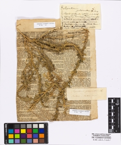 Sysimbrium polyceratium Linneo
