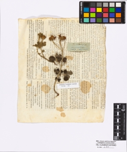 Cistus villosus Linneo