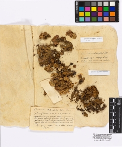 Eunomia chloriflora De Candolle
