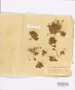 Ranunculus falcatus