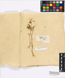 Cardamine hirsuta Linneo