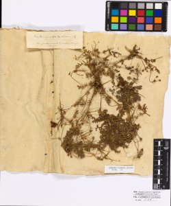 Erodium cicutarium Linneo