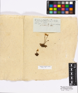 Parnassia palustris Linneo