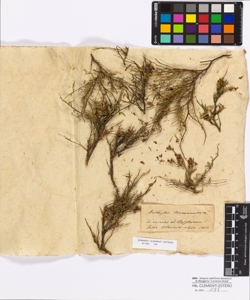 Anthyllis hermanniae Linneo