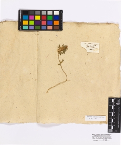 Ononis columnae Allioni