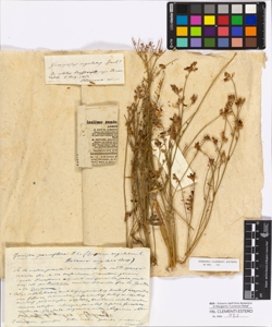Gonocytisus angulatum Spach