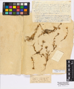 Cerastium triginum Villarsi