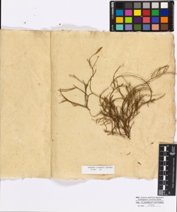 Genista sp.
