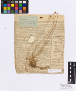 Silene spinescens Smith