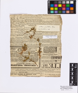 Silene pendelica Boissier