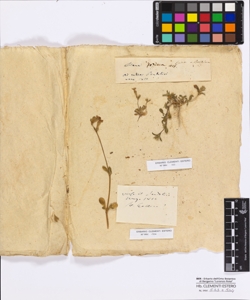 Silene gallica